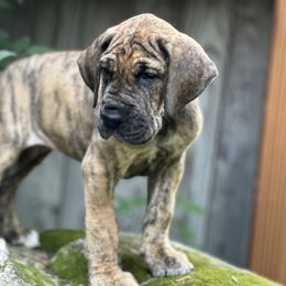 Lydie - Brindle female Great Dane puppy in Cadillac, Michigan from Garrow Danes House of Blues