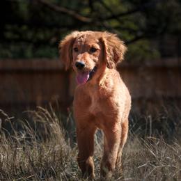 What's It - Dark golden female Golden Retriever puppy in Eugene, Oregon from Oregon's Oodles of poodles & doodles
