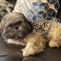 Goobie - Chocolate Shih Tzu puppy in Arizona from ShihTzu love