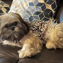 Goobie - Chocolate Shih Tzu puppy in Arizona from ShihTzu love