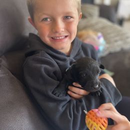 Scottish Terrier Puppies from Heart of America Scotties