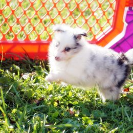 Rottweiler and Toy Shetland Sheepdog Puppies from Mountain High Kennels