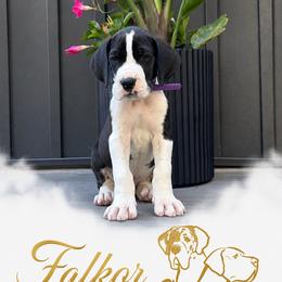 Falkor - Mantle male Great Dane puppy in Liberty, New York from Catskills Greatest Danes
