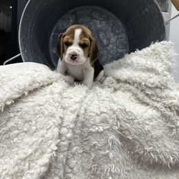 Beagle Puppies from Stranger Creek Beagles
