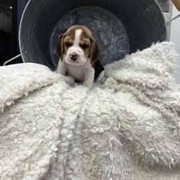 Beagle Puppies from Stranger Creek Beagles