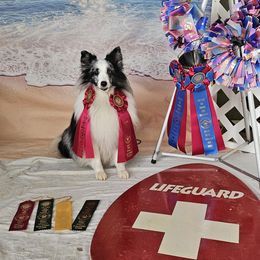 Shetland Sheepdog All Grown Up from Luxe Shetland Sheepdogs