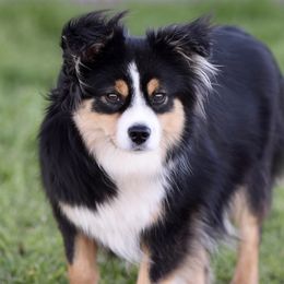 Lark - Miniature Australian Shepherd