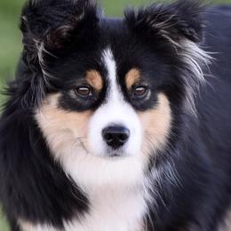 Lark - Miniature Australian Shepherd