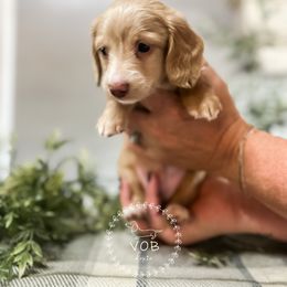 Dachshund Puppies from VOB Doxie