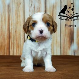 Cavalier King Charles Spaniel Puppies from Novella Cavaliers