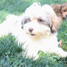 Bianca - White female Havapoo puppy in Grants Pass, Oregon from Oregon Valley Doodles