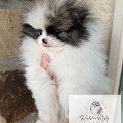 Daisy - Tri-colored female Pomeranian puppy in Morgan, Utah from Rockstar Rigby Pomeranians