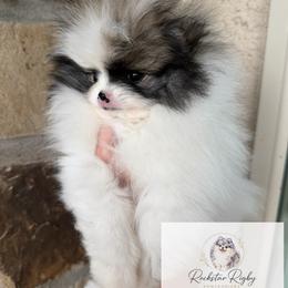 Daisy - Tri-colored female Pomeranian puppy in Morgan, Utah from Rockstar Rigby Pomeranians
