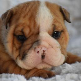 Milly - Red and white female Bulldog puppy in Bradleyville, Missouri from HurstBulldogs