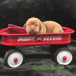 Green Bean - Yellow male Labrador Retriever puppy in Tigard, Oregon from Morrison Labrador Retreivers