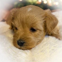 Auren - Wheaten female Miniature Schnauzer puppy in Dorr, Michigan from Enchanted Paws