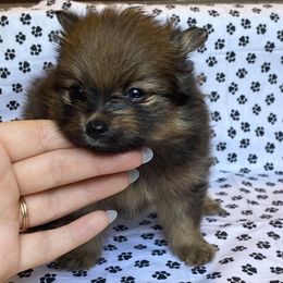 Pomeranian Puppies from Partain Poms