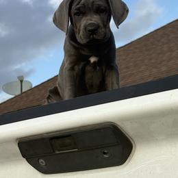 Cupcake - Gray female Cane Corso puppy in Laplace, Louisiana from BFM Cane Corso’s