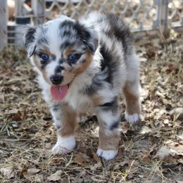 Girl 2 - Blue merle female Australian Shepherd puppy in Iola, Texas from MK Aussies
