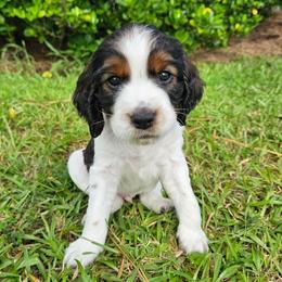 Flint - Black white and tan male English Springer Spaniel puppy in Columbia, North Carolina from Columbia Spaniels