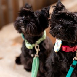 Biewer Terriers and Yorkshire Terriers from BiewerHeart Yorkies