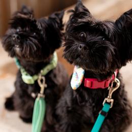 Biewer Terriers and Yorkshire Terriers from BiewerHeart Yorkies