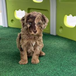 Puppy pick 7 - Merle male Goldendoodle puppy in Natural Bridge, Virginia from Padgetts Hill Puppies