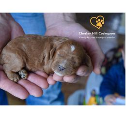 Cockapoo Puppies from Chesley Hill Cockapoos