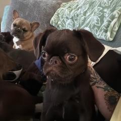 Ruby - Brussels Griffon