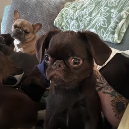 Ruby - Brussels Griffon
