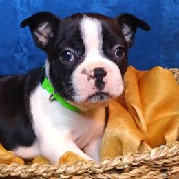 Nadia - Black brindle and white female Boston Terrier puppy in Smallett, Missouri from B's Bostons