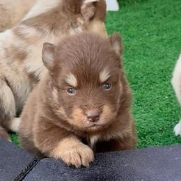 Ross - Chocolate male Pomsky puppy in Spring Hill, Florida from PDQ Pomskies