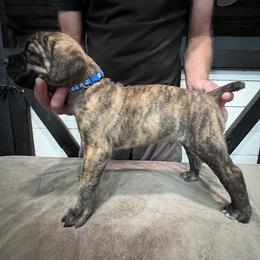 Blue Collar - Black brindle male Cane Corso puppy in Beaver Crossing, Nebraska from Blue River Cane Corso