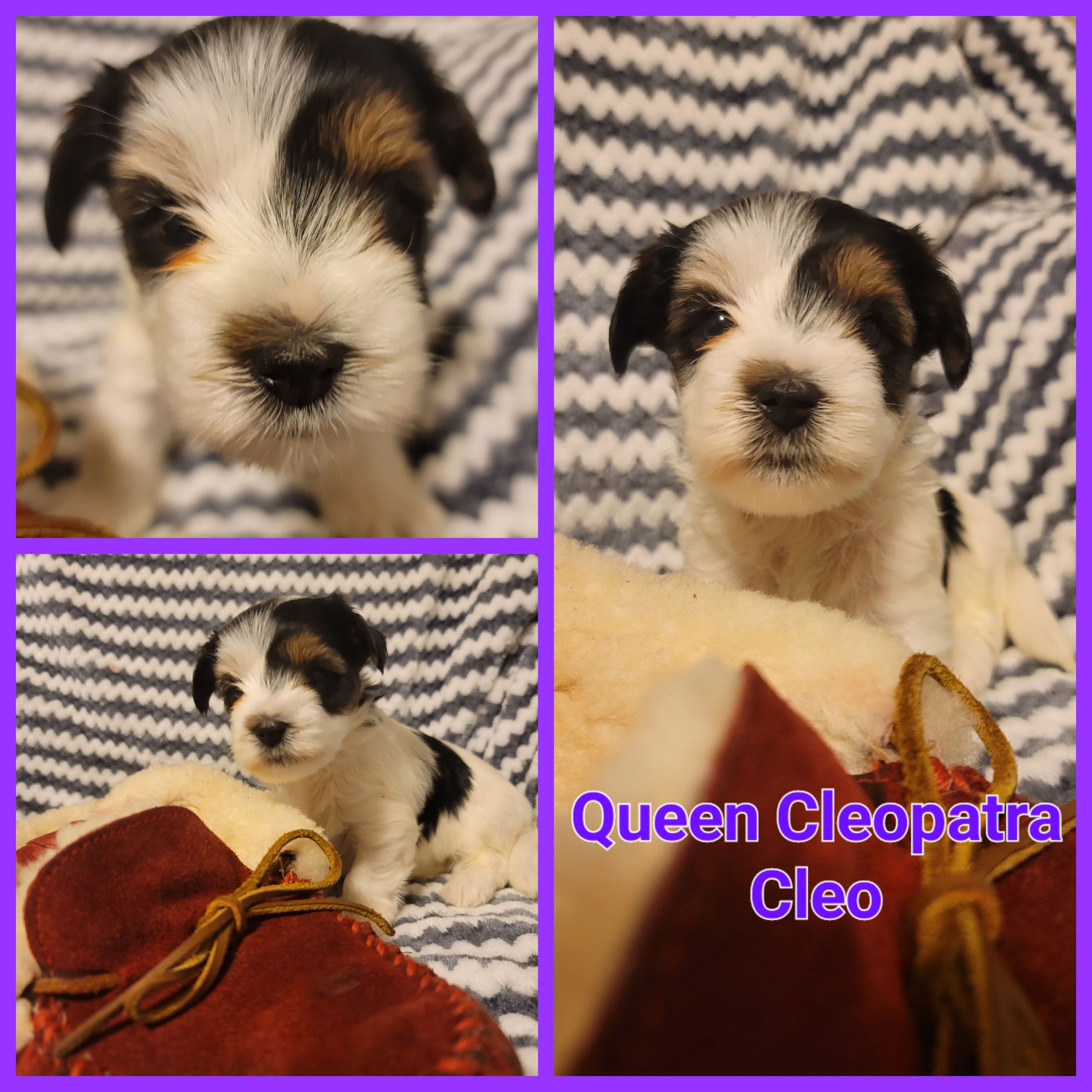 Biewer Terrier Puppies from ORBiT Ohio River Biewer Terriers