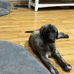Miss Yellow - Brindle female Anatolian Shepherd Dog puppy in Ozark, Missouri from Swan Falls Farm