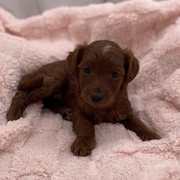 Maple - Red  female Goldendoodle puppy in Kansas City, Kansas from Bella & Ivy’s Mini Goldendoodles of KC
