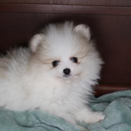 AKC Puma - Cream sable parti male Pomeranian puppy in Albany, Indiana from Hatz Off Puppies