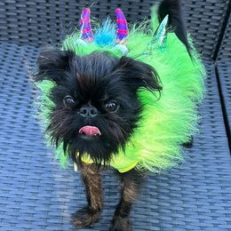 Brussels Griffons from SunnyCrest Brussels Griffons