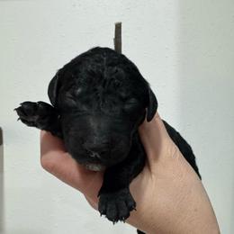 Bunny - Black female Goldendoodle puppy in Waterloo, Illinois from Ashly Miller