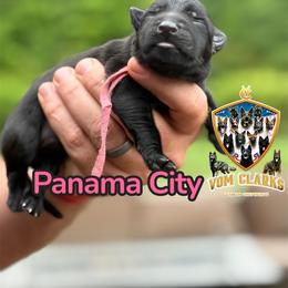 Panama City - Black female German Shepherd puppy in Murrayville, Georgia from Vom Clark’s German Shepherds