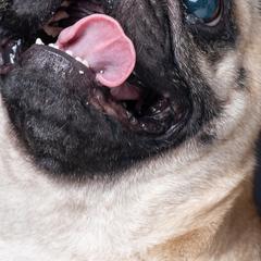 Pugs from Squishy and Snorts