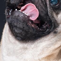 Pugs from Squishy and Snorts