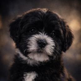 Panda - Black and white male Assorted Doodle Crosses puppy in Elk Grove, California from Furbabys