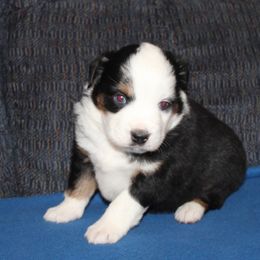 Geo, blue eyes - Black tri male Miniature American Shepherd puppy in Hillsdale, Michigan from Faithwalk Aussies and Mini American Shepherds