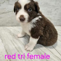 Ella f1 pink - Red tri-color female Australian Shepherd puppy in Arbela, Missouri from County Line Aussies