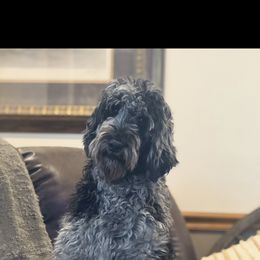 Bernedoodle Puppies from Shanda Rascoe's Bernedoodle and Goldendoodle Puppies