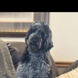 Bernedoodle Puppies from Shanda Rascoe's Bernedoodle and Goldendoodle Puppies