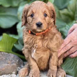 Orange collar boy - Red  male Goldendoodle puppy in Fairfield, California from Twin Sisters Doodles