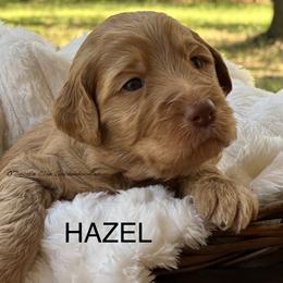 Goldendoodle Puppies from O’Doodle Clan Goldendoodles
