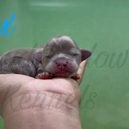 Ajax - Blue and tan male Chihuahua puppy in Patchogue, New York from Cloudshadow Kennels
